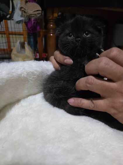 แมวสก็อตทิชโฟลด์ หูพับ รูปที่ 3