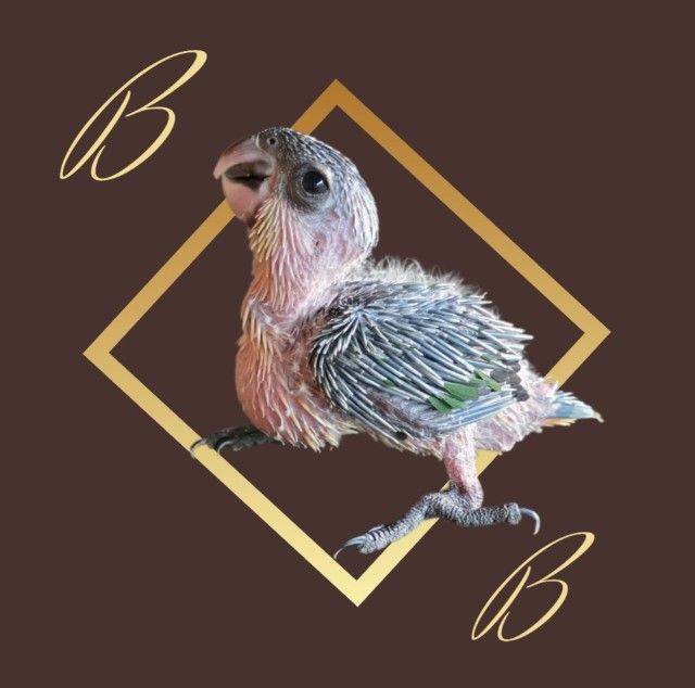 อื่นๆ นกแก้ว