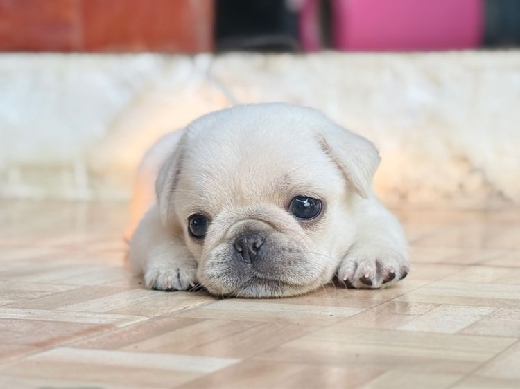 ปั๊กขาว แท้ รูปที่ 3