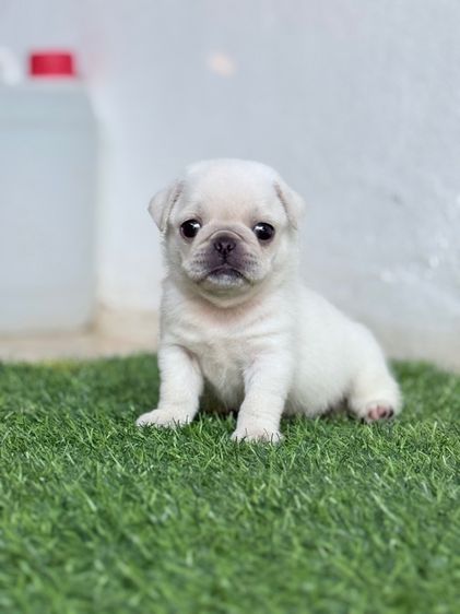 เล็ก ปั๊ก (Pug) ปั๊กขาว แท้