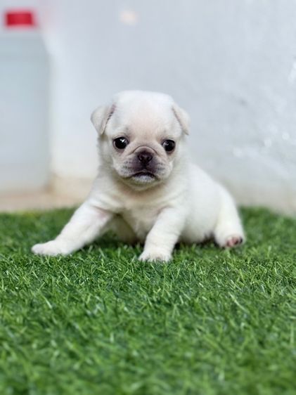 ปั๊กขาว แท้ รูปที่ 2