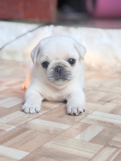 ปั๊กขาว แท้ รูปที่ 4