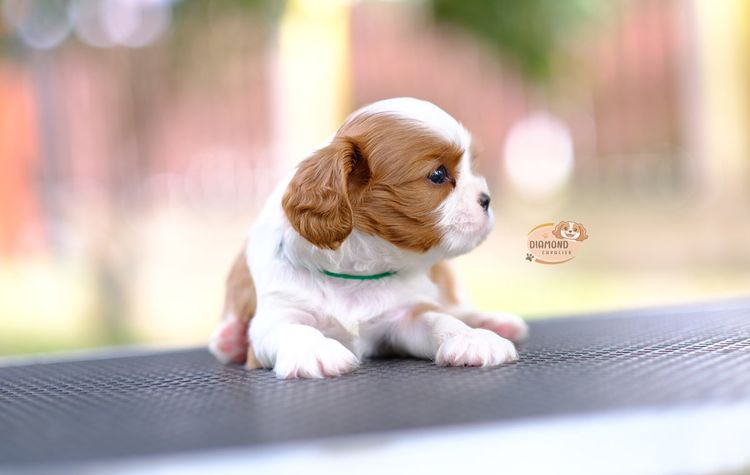 ลูกคาวาเลียร์ เพศผู้ ลูกพ่อไทยแชมป์ รูปที่ 3