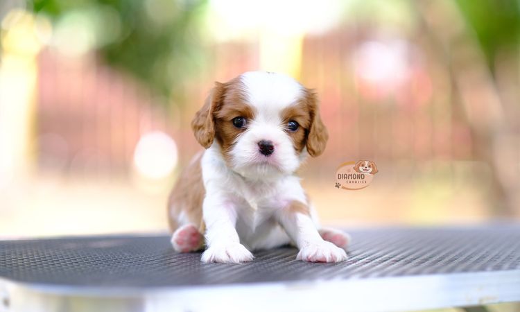 คาวาเลียร์ คิง ชาลส์ สแปเนียล (Cavalier King Charles Spaniel) เล็ก ลูกคาวาเลียร์ เพศผู้ ลูกพ่อไทยแชมป์