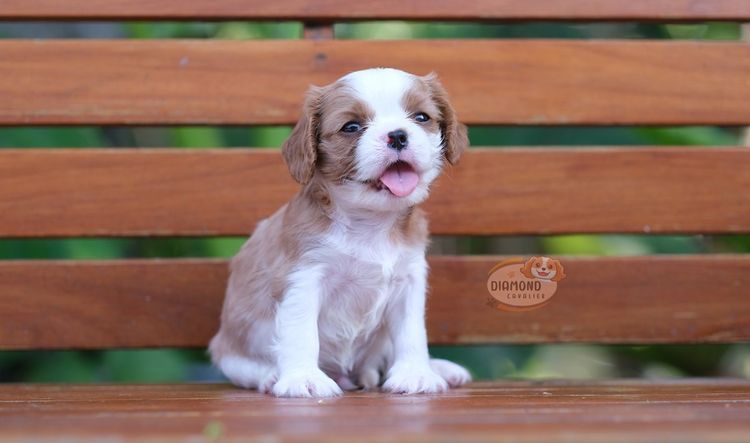 คาวาเลียร์ คิง ชาลส์ สแปเนียล (Cavalier King Charles Spaniel) เล็ก ลูกคาวาเลียร์ เพศผู้ ลูกพ่อไทยแชมป์
