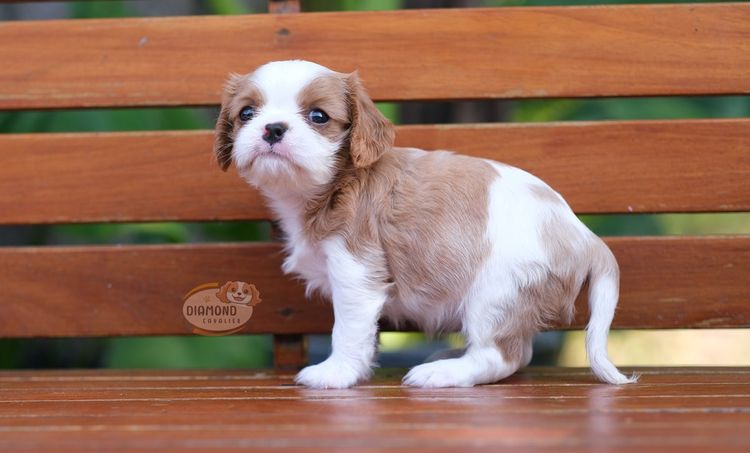 ลูกคาวาเลียร์ เพศผู้ ลูกพ่อไทยแชมป์ รูปที่ 3