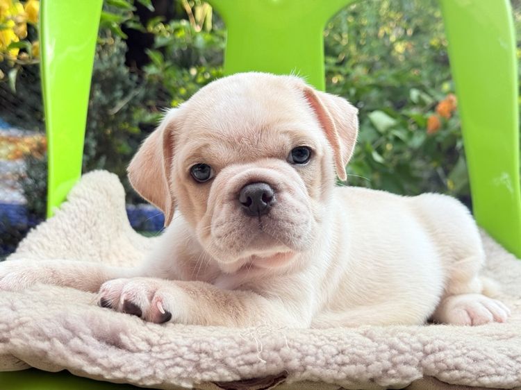 เด็กพันธุ์ผสม รูปที่ 6