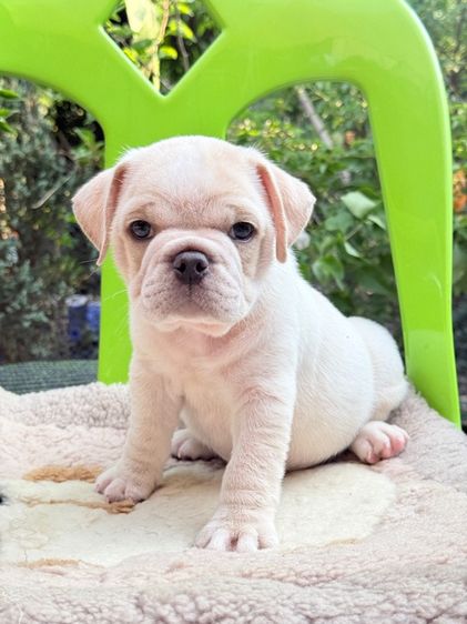 เด็กพันธุ์ผสม รูปที่ 3