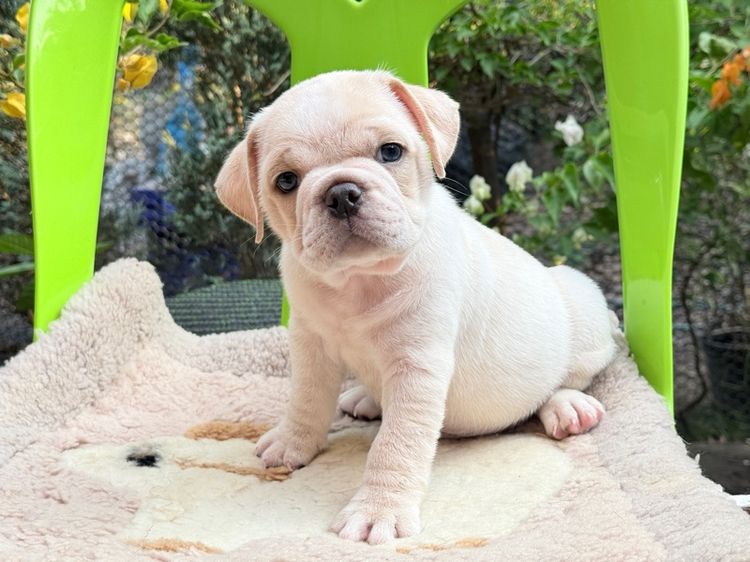 เด็กพันธุ์ผสม