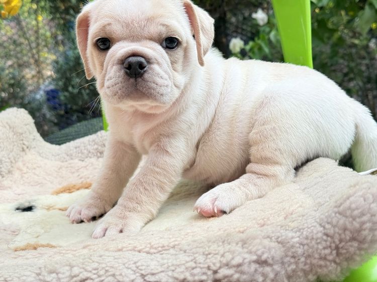 เด็กพันธุ์ผสม รูปที่ 2