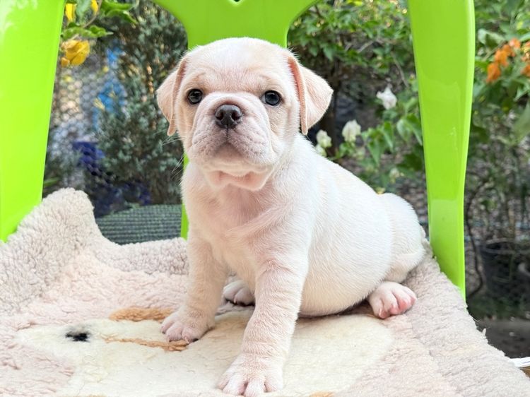 เด็กพันธุ์ผสม รูปที่ 5