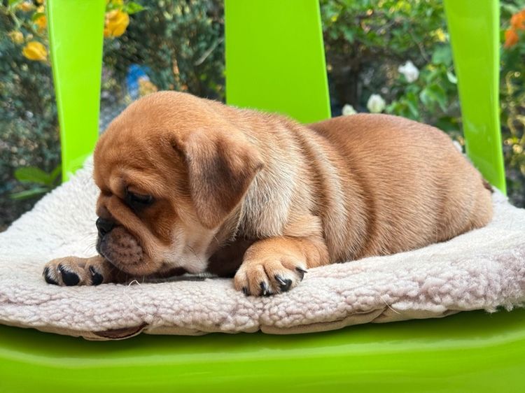 บลูด็อกผสม รูปที่ 5