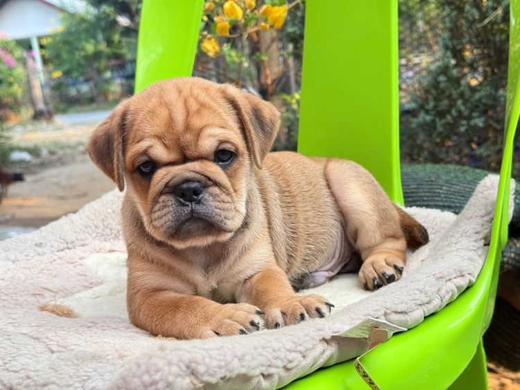 บลูด็อกผสม