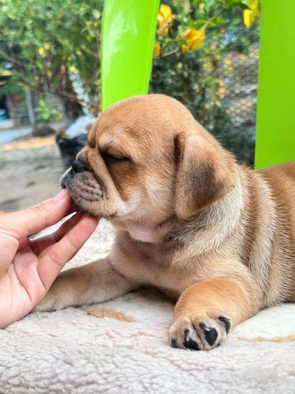 บลูด็อกผสม รูปที่ 4