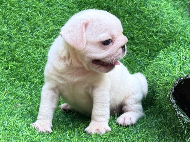 ปั๊ก (Pug) เล็ก เด็กชาย ปั๊กขาว