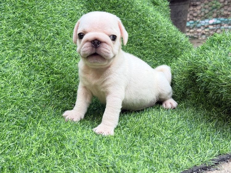 เด็กชาย ปั๊กขาว รูปที่ 6