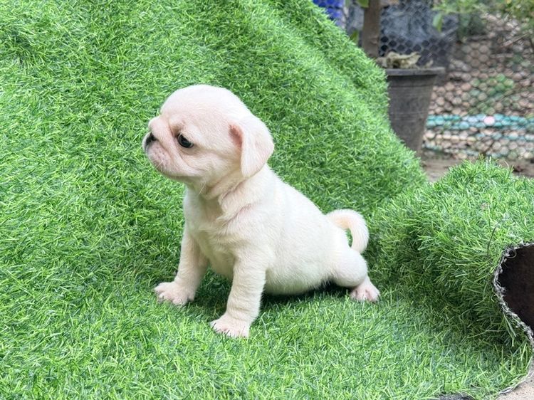 เด็กชาย ปั๊กขาว รูปที่ 5