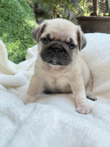 ปั๊กแท้ เพศเมีย รูปที่ 5