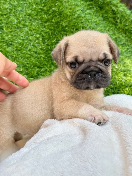 ปั๊ก (Pug) เล็ก ปั๊กแท้ เพศเมีย