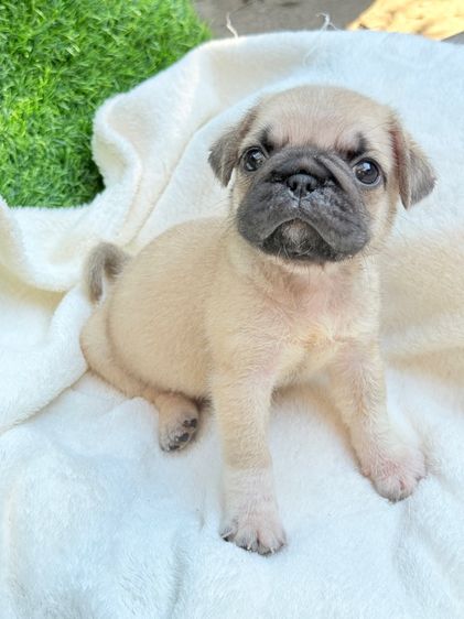 ปั๊กแท้ เพศเมีย รูปที่ 6