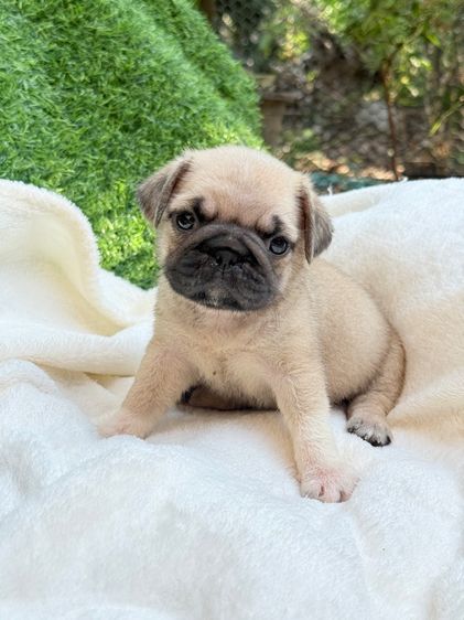 ปั๊กแท้ เพศเมีย รูปที่ 4