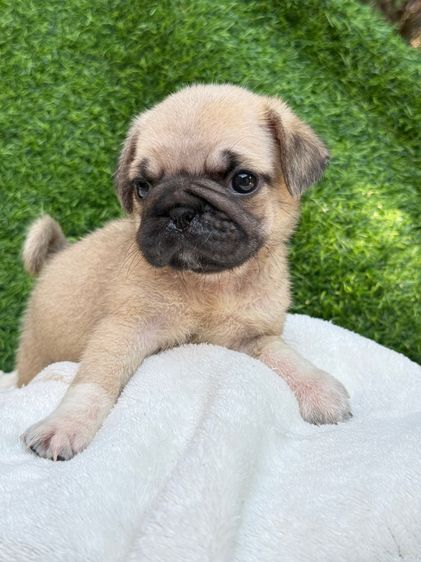 ปั๊กแท้ เพศเมีย รูปที่ 2