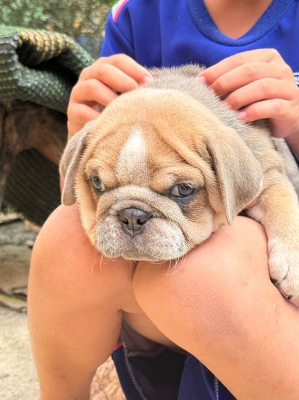 อิงลิชบลูด็อก ชาย รูปที่ 3