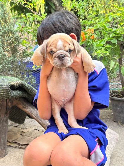 อิงลิชบลูด็อก ชาย รูปที่ 2