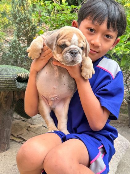 อิงลิชบลูด็อก ชาย รูปที่ 4