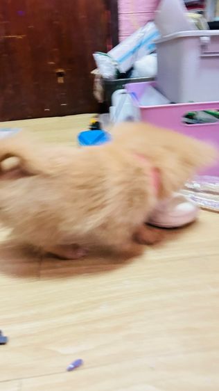 ปอมผสม รูปที่ 8