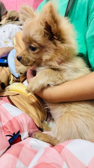 ปอมผสม รูปที่ 7