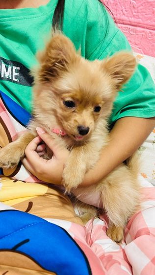 ปอมผสม รูปที่ 5