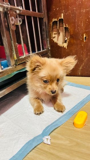 ปอมผสม รูปที่ 4