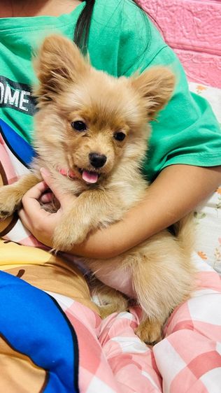 ปอมผสม รูปที่ 6