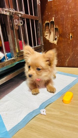 ปอมผสม รูปที่ 2