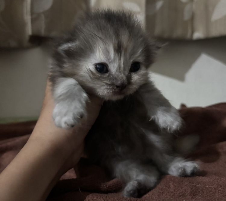 แมวสก๊อตติชโฟล์ด รูปที่ 2