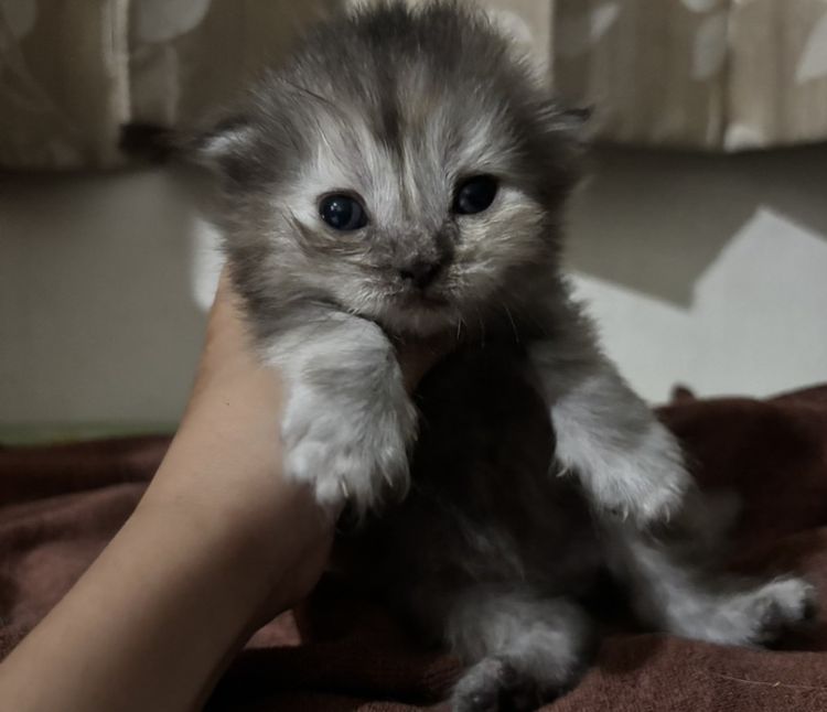 สก็อตติช โฟลด์ (Scottish Fold) แมวสก๊อตติชโฟล์ด
