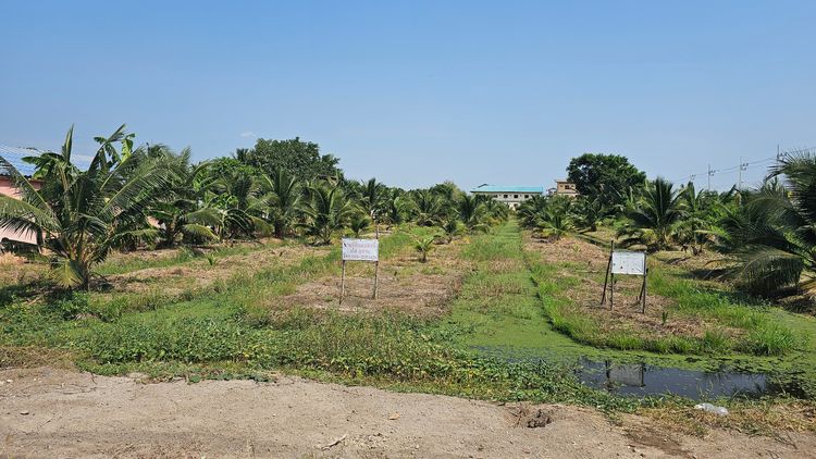 ที่ดินสวมะพร้าวขนาด 1280ตรว. รูปที่ 2
