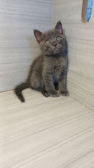 แมวโคราช แมวสีสวาด เพศเมีย อายุ2เดือน คะวัคซีนแล้ว1เข็มก่อนย้ายตรวจหัดแมวฟรีรับประกันเอดส์แมวกับรูคีเมียคะ