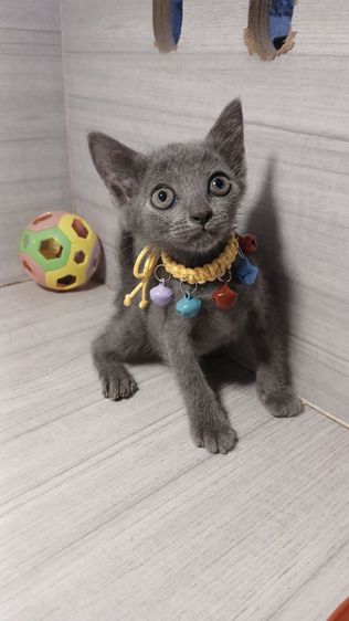 แมวโคราช แมวสีสวาด เพศเมีย เพศผู้ ยังไม่วัคซีนก่อนย้ายตรวจหัดแมวฟรีรับประกันเอดส์แมวกับรูคีเมียคะ