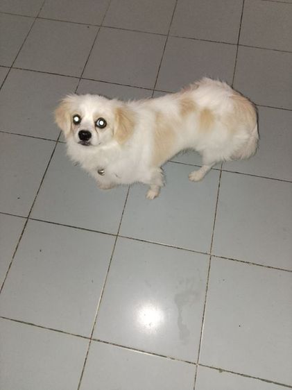 หาบ้านให้น้อง รูปที่ 4