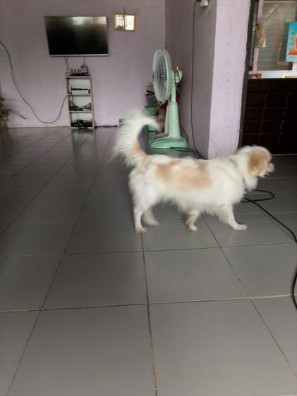 หาบ้านให้น้อง รูปที่ 2