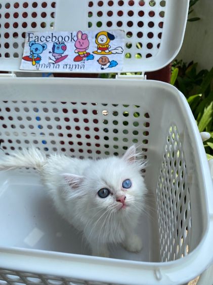 เปอร์เซีย รูปที่ 3