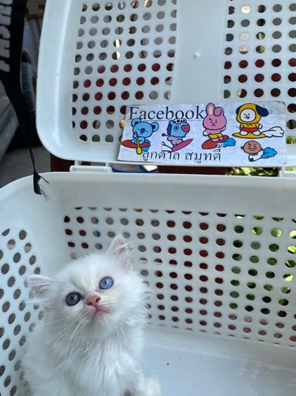 เปอร์เซีย (Persian) เปอร์เซีย