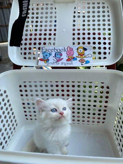 เปอร์เซีย รูปที่ 2