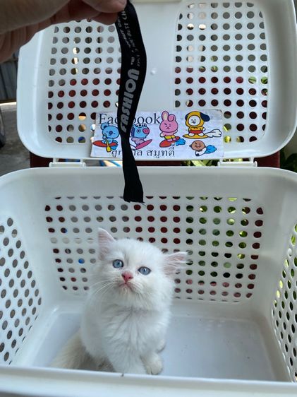 เปอร์เซีย รูปที่ 3