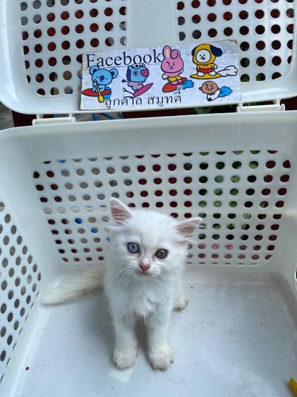 เปอร์เซีย รูปที่ 3