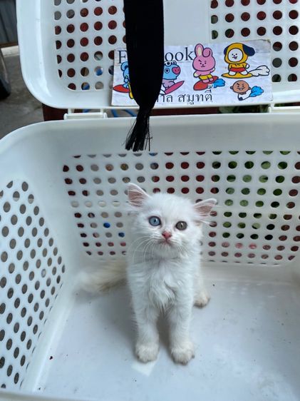 เปอร์เซีย รูปที่ 2