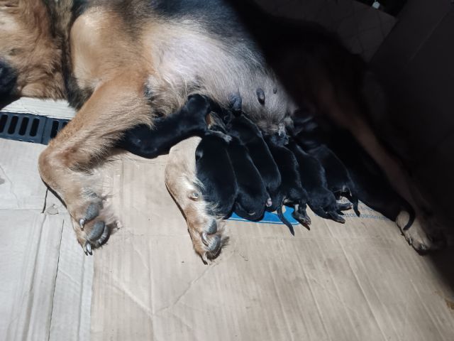 ขาย รูปที่ 6