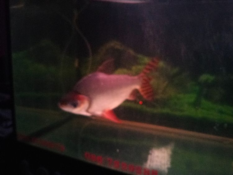 อื่นๆ ปลาเฟยหง์ 14 นิ้ว